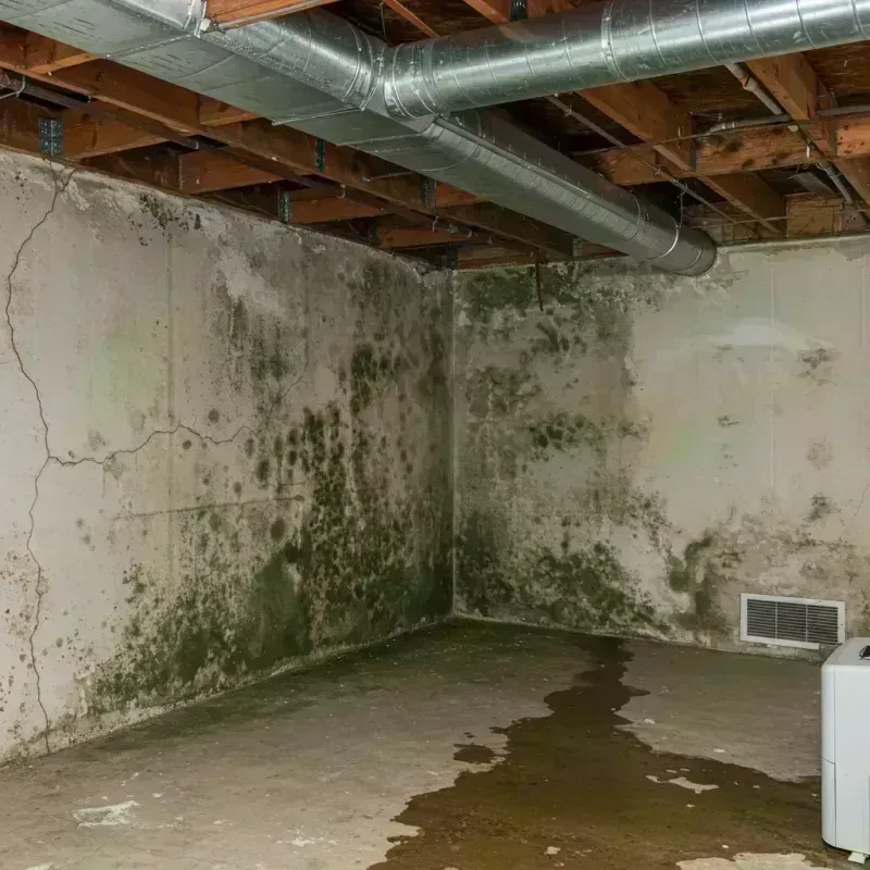 Professional Mold Removal in Indian Hills, CO